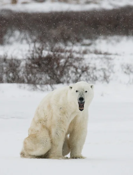 Um urso polar — Fotografia de Stock