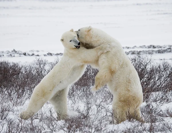 ホッキョクグマの戦い — ストック写真