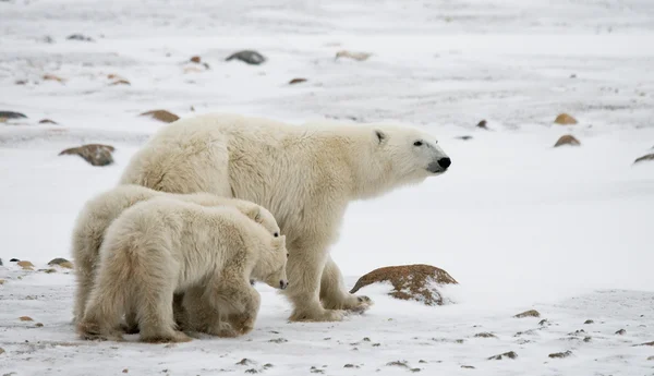 Three polar bears — Stock Photo, Image