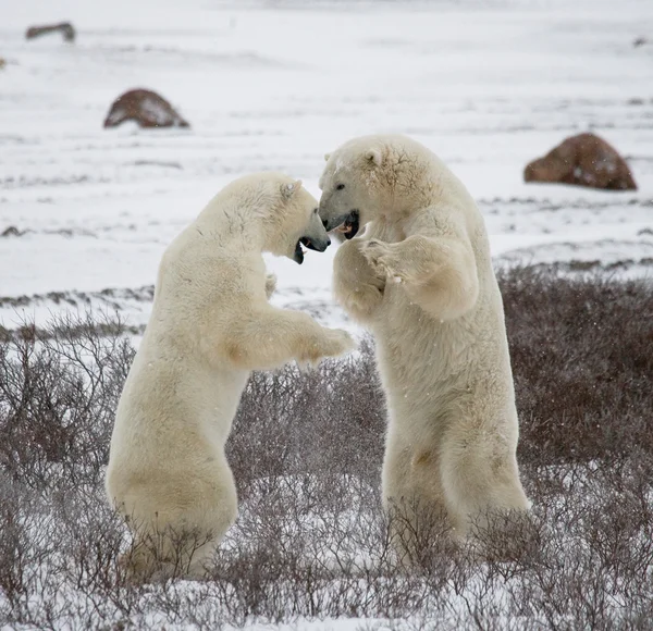 ホッキョクグマの戦い — ストック写真