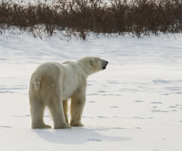 Um urso polar — Fotografia de Stock