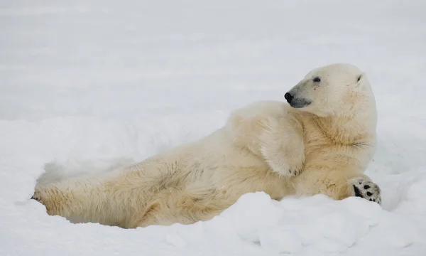 Un orso polare — Foto Stock