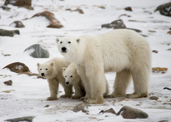Tre isbjörnar — Stockfoto