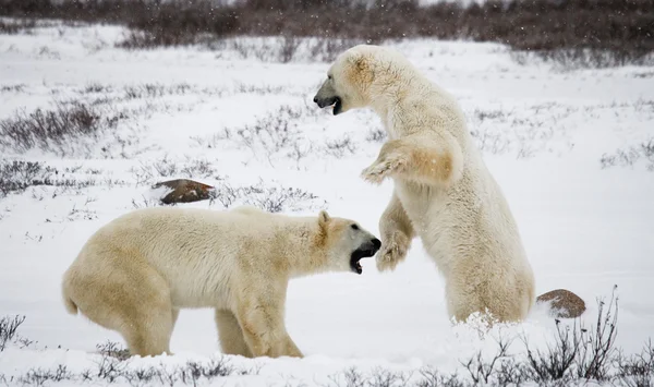 ホッキョクグマの戦い — ストック写真