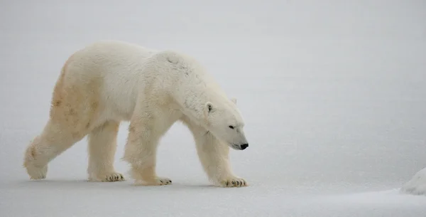 Μία πολική αρκούδα — Φωτογραφία Αρχείου