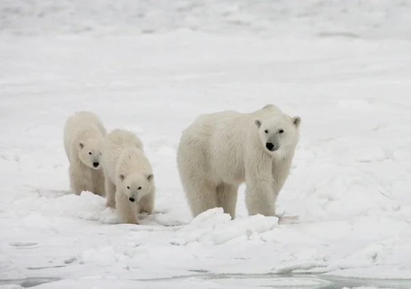 Мать белый медведь с двумя детьми медведи — стоковое фото