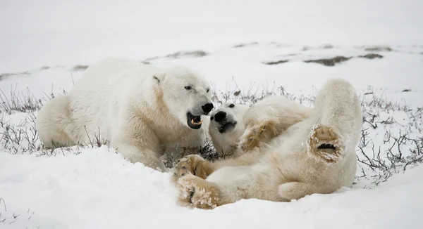 Ours polaires combattant — Photo