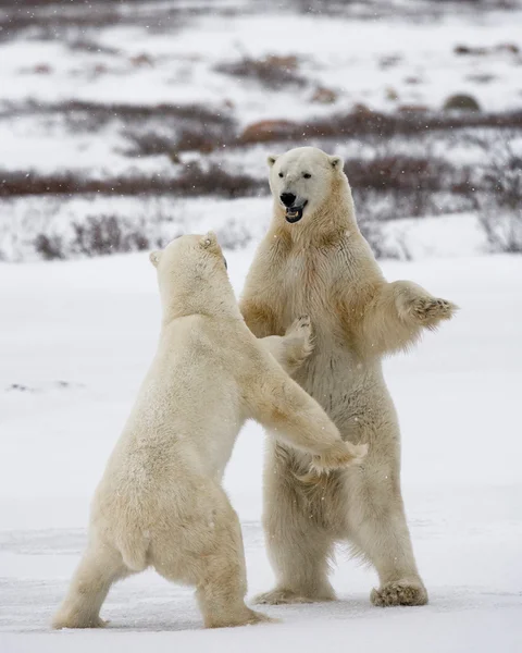 Polar bears fighting — Stock Photo, Image