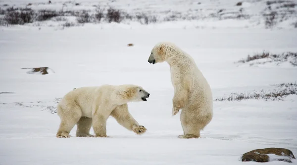 Πολικές αρκούδες καταπολέμηση — Φωτογραφία Αρχείου