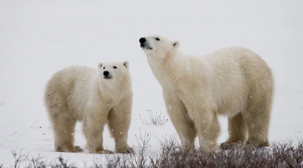 Két jegesmedvék — Stock Fotó