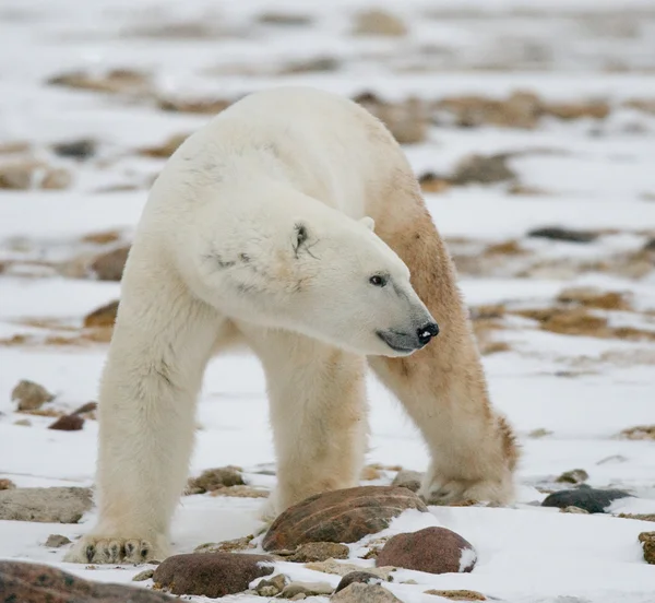 Um urso polar — Fotografia de Stock