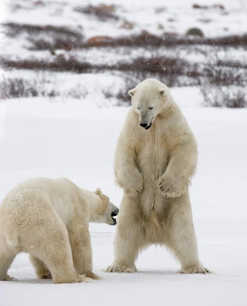 Polar bears fighting — Stock Photo, Image