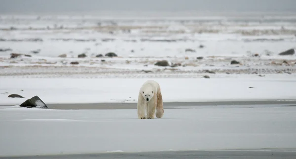 Один белый медведь — стоковое фото
