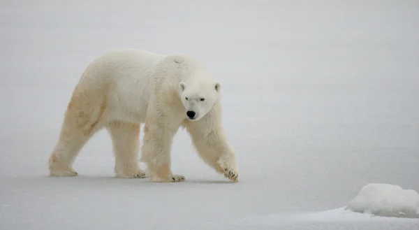 One polar bear — Stock Photo, Image