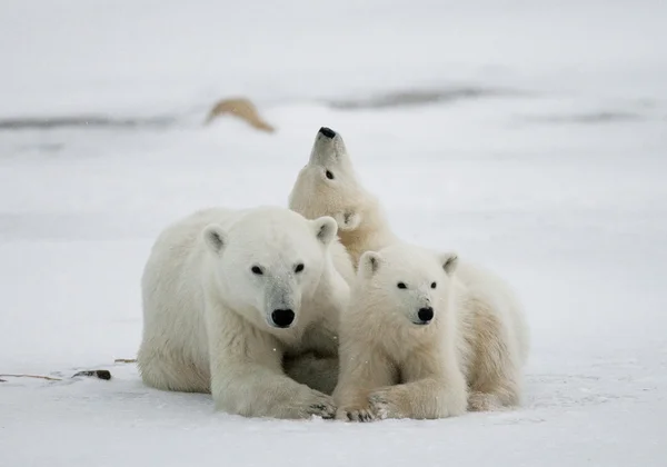 Trzy niedźwiedzie polarne — Zdjęcie stockowe