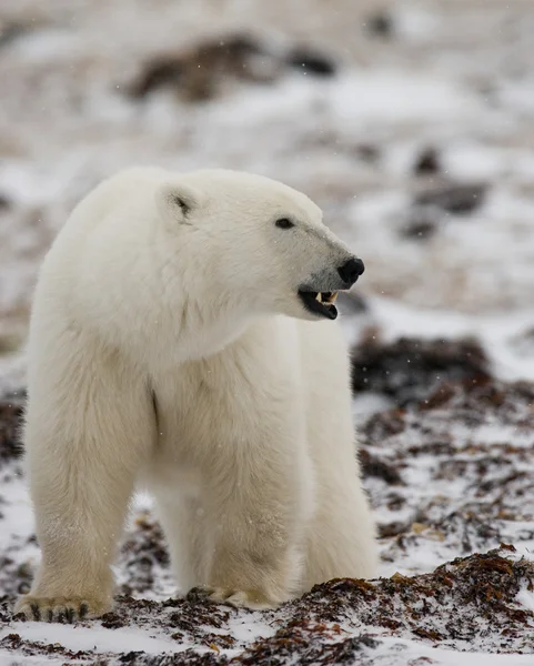 Ein Eisbär — Stockfoto