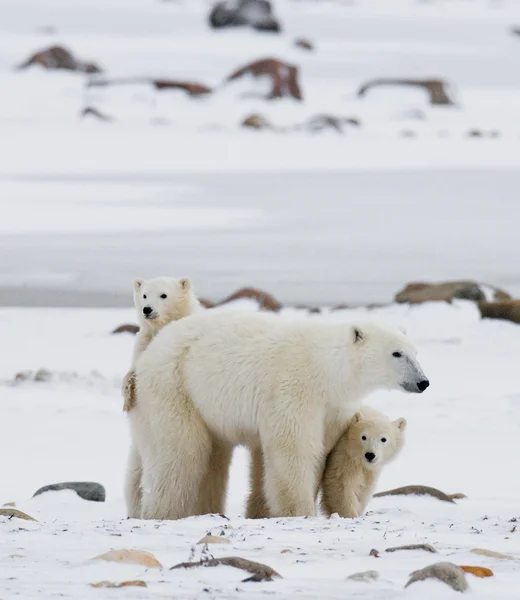 Tres osos polares — Foto de Stock