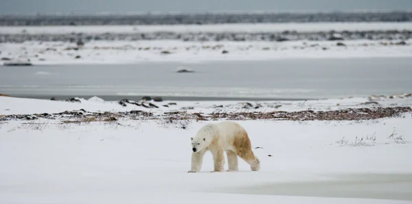 Un oso polar —  Fotos de Stock
