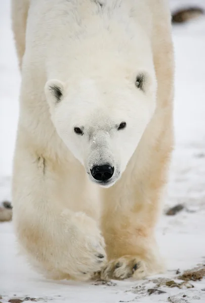 Un orso polare — Foto Stock