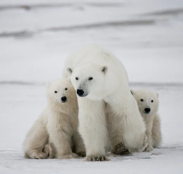 Three polar bears — Stock Photo, Image