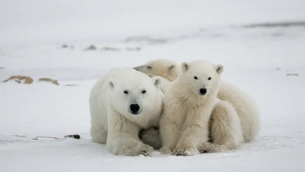Tres osos polares — Foto de Stock