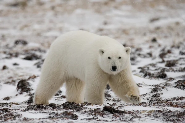 Jeden Miś polarny — Zdjęcie stockowe