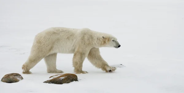 Ein Eisbär — Stockfoto