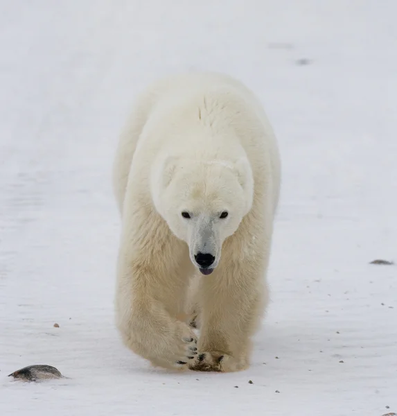 Un oso polar —  Fotos de Stock