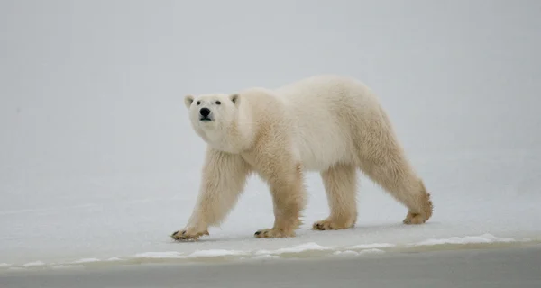 Un oso polar —  Fotos de Stock