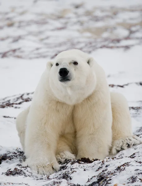 Jeden Miś polarny — Zdjęcie stockowe