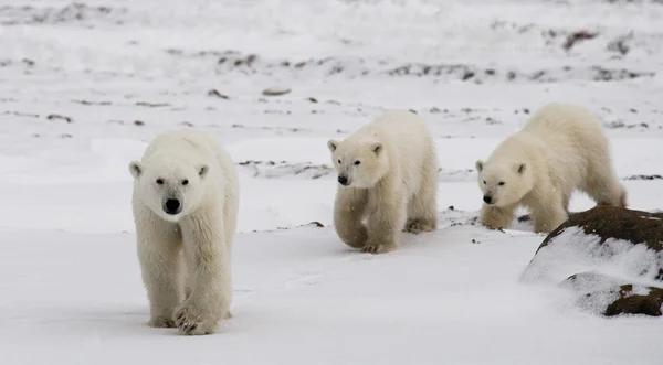 Madre oso polar con dos niños osos —  Fotos de Stock