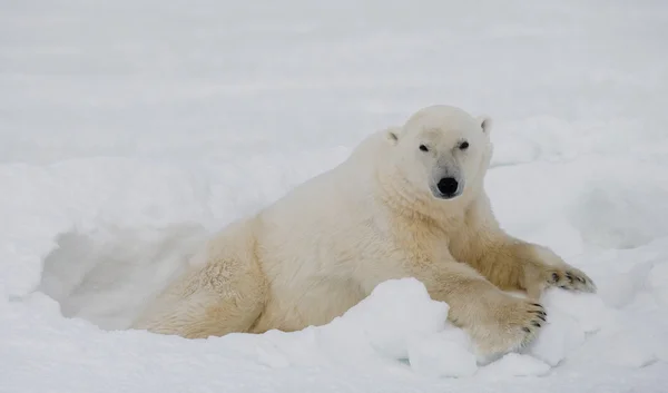 Jeden Miś polarny — Zdjęcie stockowe