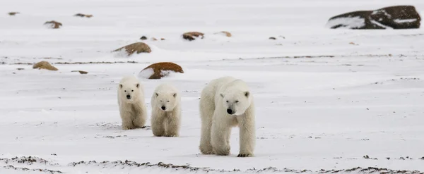 Moeder ijsbeer met twee kinderen bears — Stockfoto