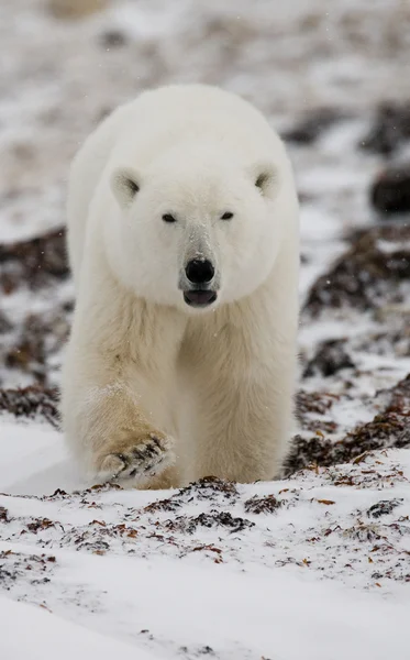 Un oso polar —  Fotos de Stock