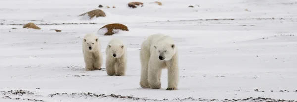 Mother polar bear with two kids bears — Stock Photo, Image