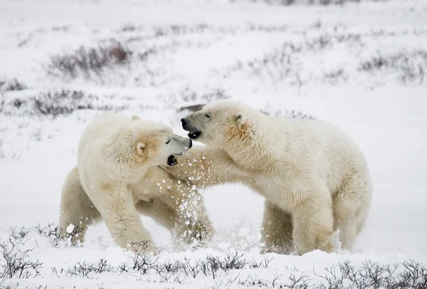 Osos polares luchando — Foto de Stock