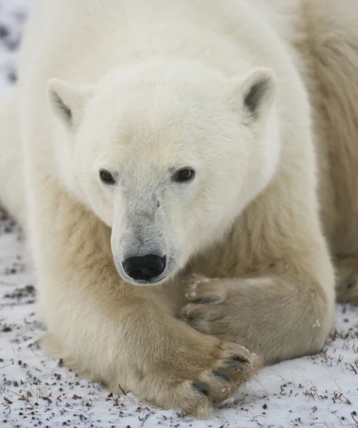 Jeden Miś polarny — Zdjęcie stockowe