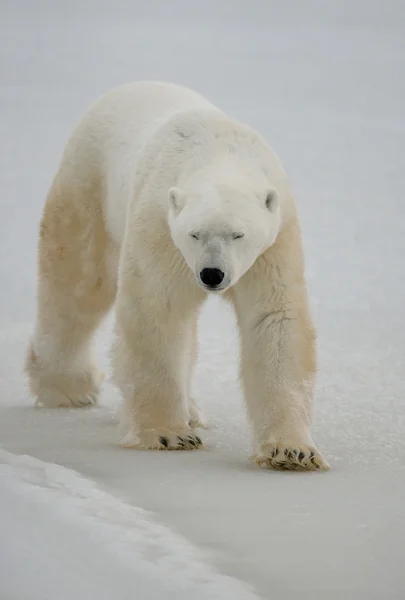 One polar bear — Stock Photo, Image