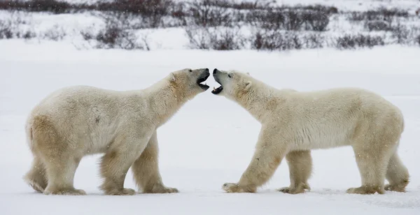 Dwa niedźwiedzie polarne — Zdjęcie stockowe