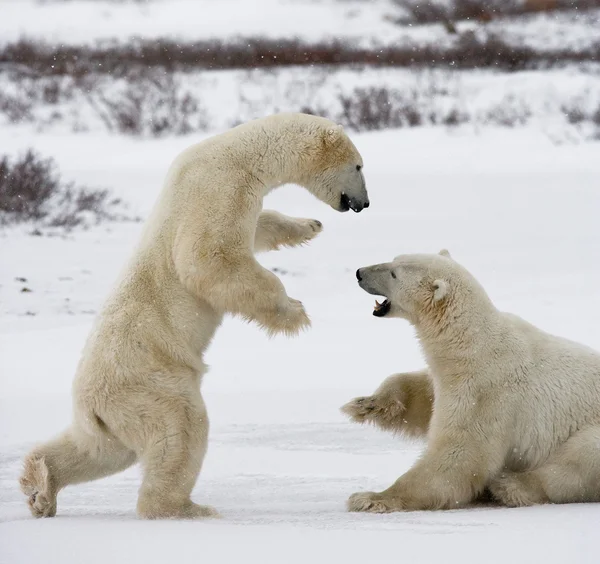 Beruang kutub berkelahi — Stok Foto