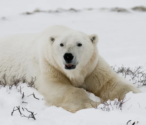 Ein Eisbär — Stockfoto