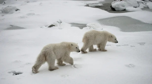 Two polar bears — Stock Photo, Image