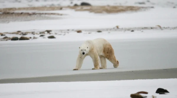 Um urso polar — Fotografia de Stock