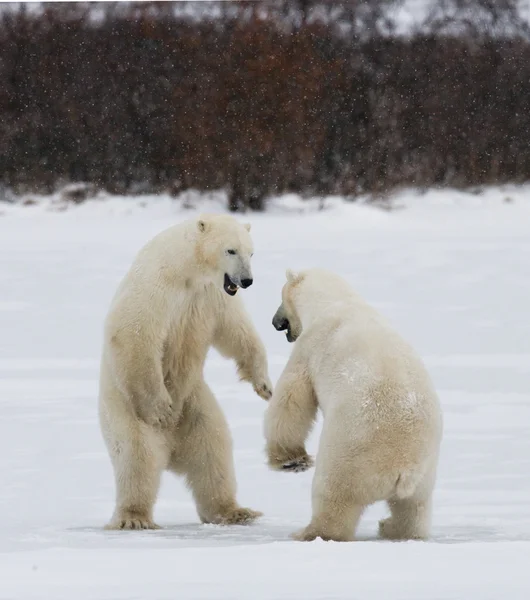 ホッキョクグマの戦い — ストック写真