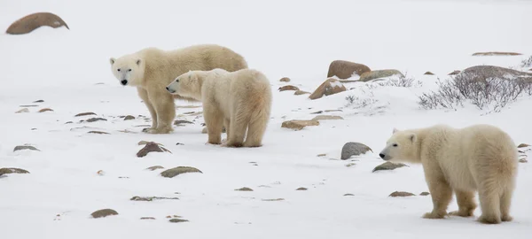 3 북극 곰 — 스톡 사진