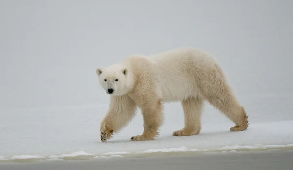 Ein Eisbär — Stockfoto