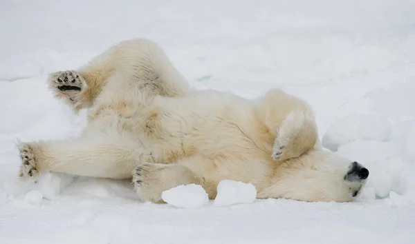 Ein Eisbär — Stockfoto