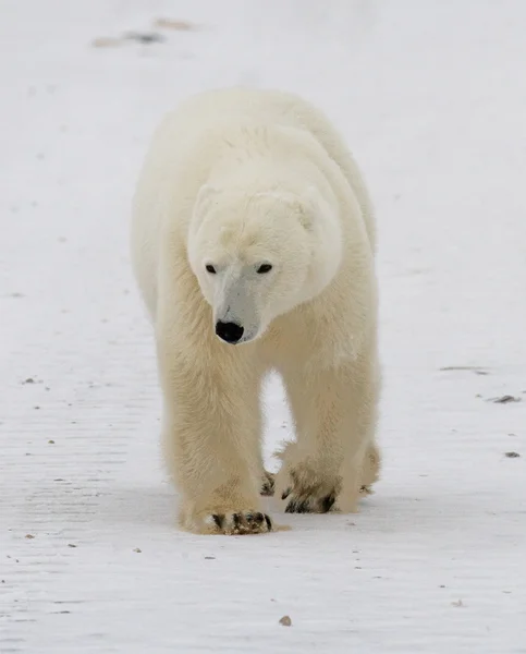 Ein Eisbär — Stockfoto