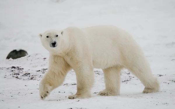 Um urso polar — Fotografia de Stock