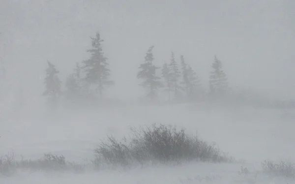 Gefrorene Wintertundra — Stockfoto